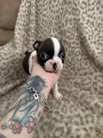 Boy 2 , a male Boston Terrier for sale in Hickory, NC – Photo 3 of 3