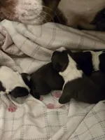 Summer, a male Boston Terrier for sale in Hickory, NC – Photo 2 of 2