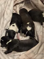 Summer, a male Boston Terrier for sale in Hickory, NC – Photo 1 of 2