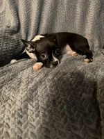 Boy 3, a male Boston Terrier for sale in Morganton, NC – 4 of 4