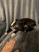 Boy 3, a male Boston Terrier for sale in Morganton, NC – 2 of 4