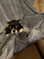 Boy 1, a male Boston Terrier for sale in Morganton, NC – 2 of 4