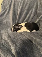 Boys 2, a male Boston Terrier for sale in Morganton, NC – 5 of 5