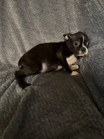 Little girl , a female Boston Terrier for sale in Morganton, NC – 4 of 4