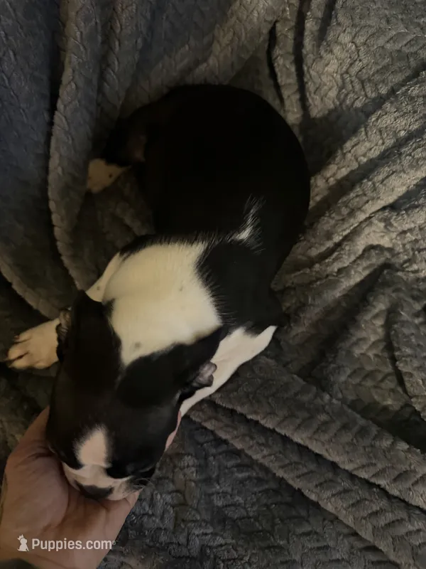 Boys 2 – Boston Terrier puppy for sale in Morganton, NC