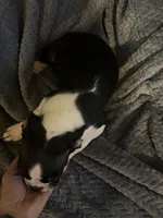 Boys 2, a male Boston Terrier for sale in Morganton, NC – 1 of 5
