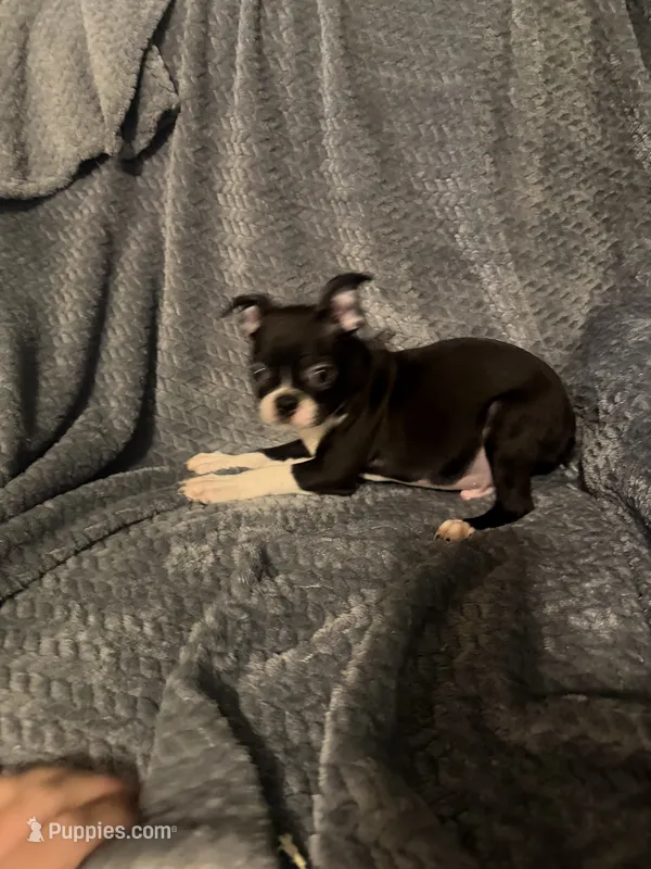 Boy 1 – Boston Terrier puppy for sale in Morganton, NC