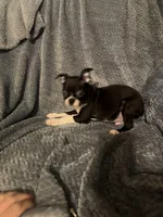 Boy 1, a male Boston Terrier for sale in Morganton, NC – 1 of 4