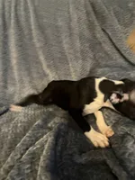Boy 1, a male Boston Terrier for sale in Morganton, NC – 4 of 4