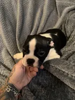 Boys 2, a male Boston Terrier for sale in Morganton, NC – 2 of 5