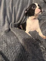 Boys 2, a male Boston Terrier for sale in Morganton, NC – 3 of 5