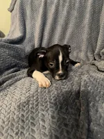 Boy 4, a male Boston Terrier for sale in Morganton, NC – 2 of 3