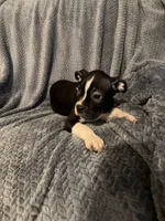 Boy 4, a male Boston Terrier for sale in Morganton, NC – 3 of 3