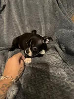 Little girl , a female Boston Terrier for sale in Morganton, NC – 3 of 4