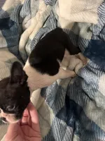 processed/6577d519-405c-4e05-817a-1b6ad54cc385/listing/c8ea99cf-e530-4756-b08f-23fd827fa07e/94d20e34-ddaa-46a6-8f65-736409173f8b