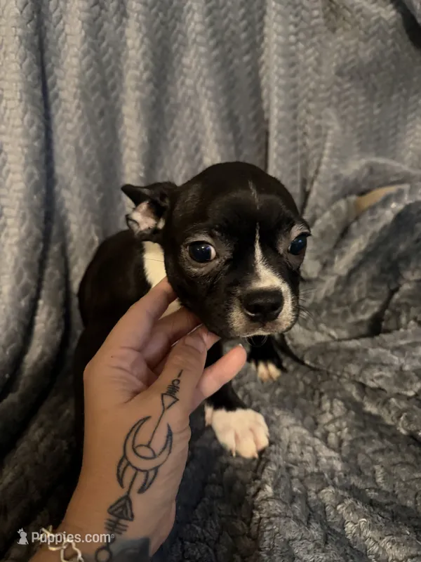 Boy 3 – Boston Terrier puppy for sale in Morganton, NC