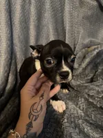 Boy 3, a male Boston Terrier for sale in Morganton, NC – 1 of 4