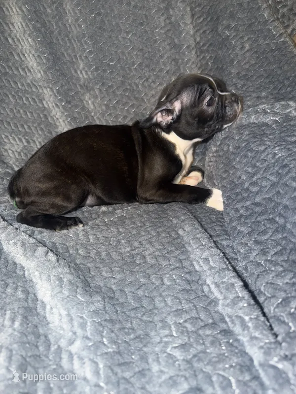 Little girl  – Boston Terrier puppy for sale in Morganton, NC