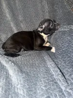 Little girl , a female Boston Terrier for sale in Morganton, NC – 1 of 4