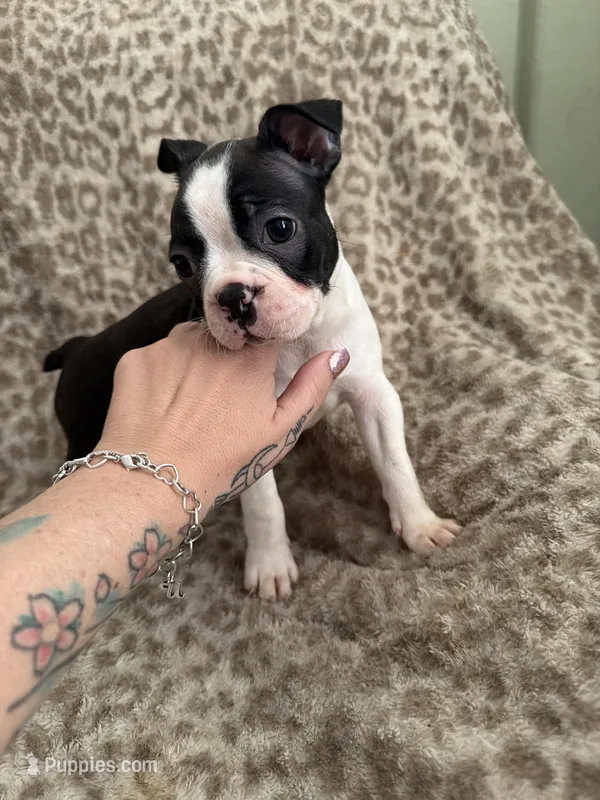 Girl 2 – Boston Terrier puppy for sale in Hickory, NC