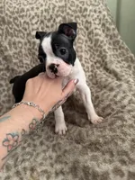 Girl 2, a female Boston Terrier for sale in Hickory, NC – Photo 1 of 3
