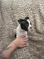 Girl 2, a female Boston Terrier for sale in Hickory, NC – Photo 2 of 3