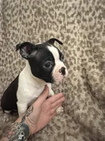 Girl 2, a female Boston Terrier for sale in Hickory, NC – Photo 3 of 3
