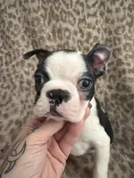 Boy3, a male Boston Terrier for sale in Hickory, NC – Photo 2 of 3