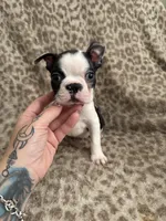 Boy3, a male Boston Terrier for sale in Hickory, NC – Photo 3 of 3