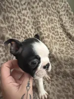 Boy3, a male Boston Terrier for sale in Hickory, NC – Photo 1 of 3