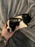 Boys 2, a male Boston Terrier for sale in Morganton, NC – 4 of 5
