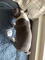 Eva , a female Frenchton for sale in Norwich, NY – 3 of 6