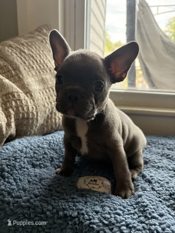 Wee Man  – Frenchton puppy on hold in Norwich, NY