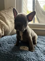 Wee Man , a male Frenchton for sale in Norwich, NY – 1 of 3