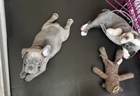 Eva , a female Frenchton for sale in Norwich, NY – 6 of 6