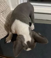 Eva, a female Frenchton for sale in Norwich, NY – 2 of 3