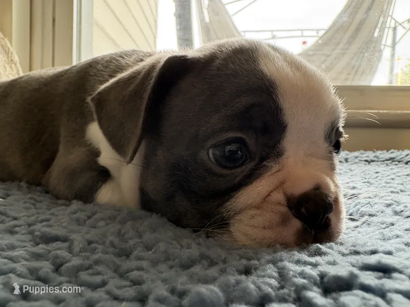 Lovey  – Frenchton puppy for sale in Norwich, NY
