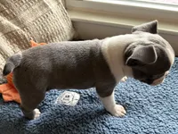 Eva , a female Frenchton for sale in Norwich, NY – 4 of 6
