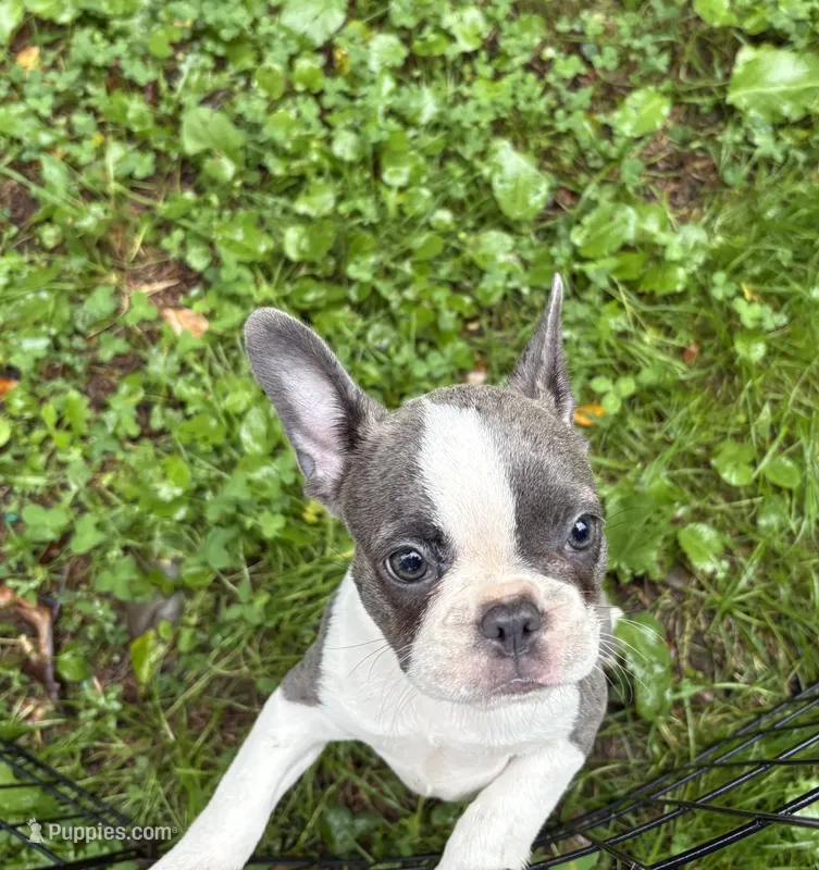 Eva – Frenchton puppy for sale in Norwich, NY