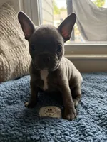Wee Man , a male Frenchton for sale in Norwich, NY – 2 of 3
