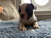 Lovey , a female Frenchton for sale in Norwich, NY – 3 of 4