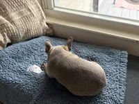 Wee Man , a male Frenchton for sale in Norwich, NY – 3 of 3
