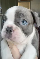 Eva , a female Frenchton for sale in Norwich, NY – 5 of 6