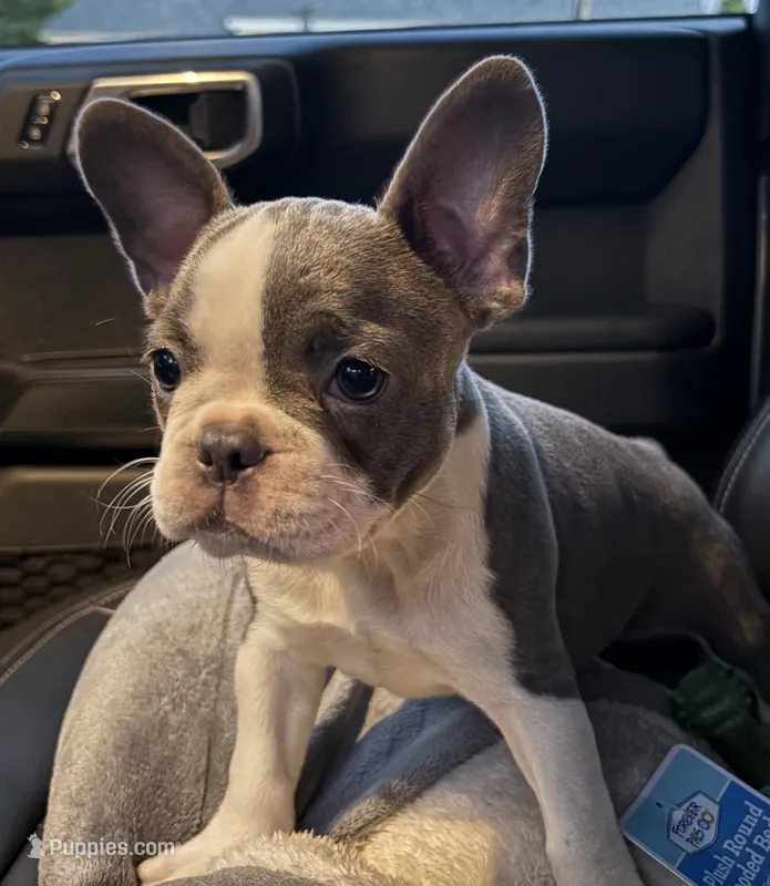 Eva – Frenchton puppy for sale in Norwich, NY