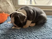 Lovey , a female Frenchton for sale in Norwich, NY – 4 of 4
