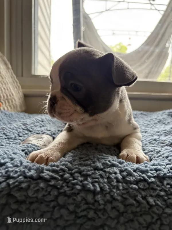 Eva  – Frenchton puppy on hold in Norwich, NY