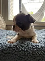 Eva , a female Frenchton for sale in Norwich, NY – 1 of 6