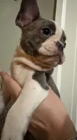 Eva, a female Frenchton for sale in Norwich, NY – 3 of 3