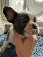 Eva , a female Frenchton for sale in Norwich, NY – 2 of 6