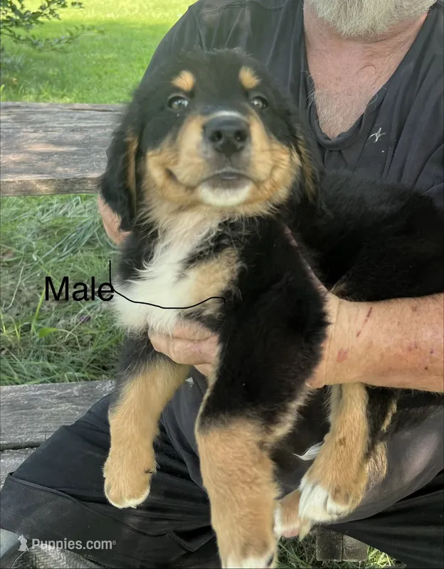 Male – German Shepherd Dog, Bernese Mountain Dog puppy for sale in Tracy, IA